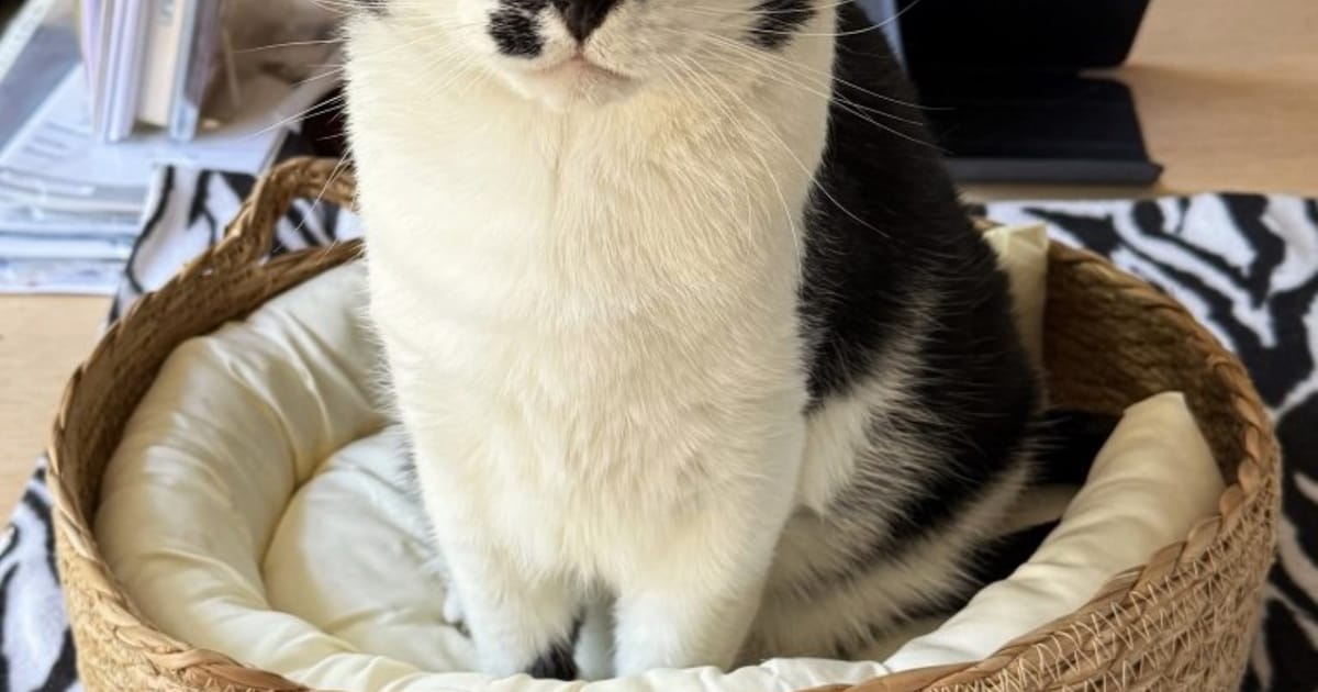 Heb jij Gijs gezien? Dit huisdier wordt in Deurne vermist