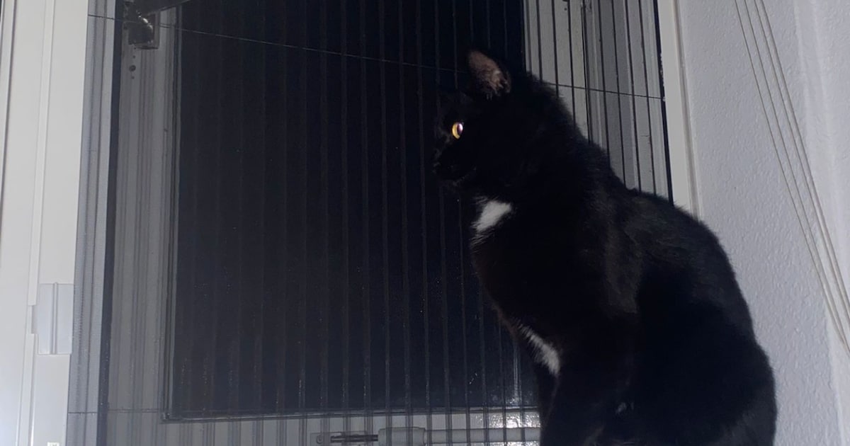 Heb jij Leo gezien? Dit huisdier wordt in Lisse vermist