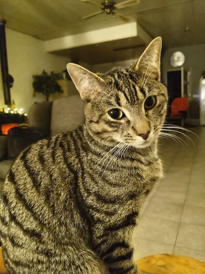 Heb jij Loki of Droppie gezien? Deze twee huisdieren worden in Waalwijk vermist