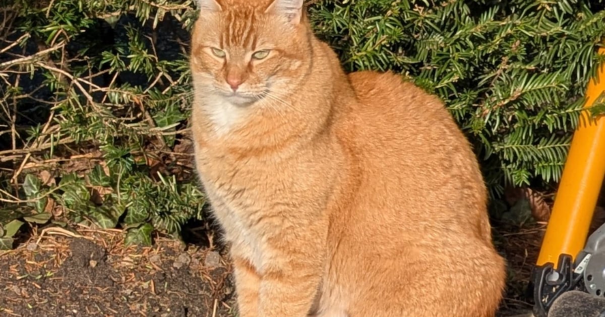 Heb jij Biscuit gezien? Dit huisdier wordt in Culemborg vermist
