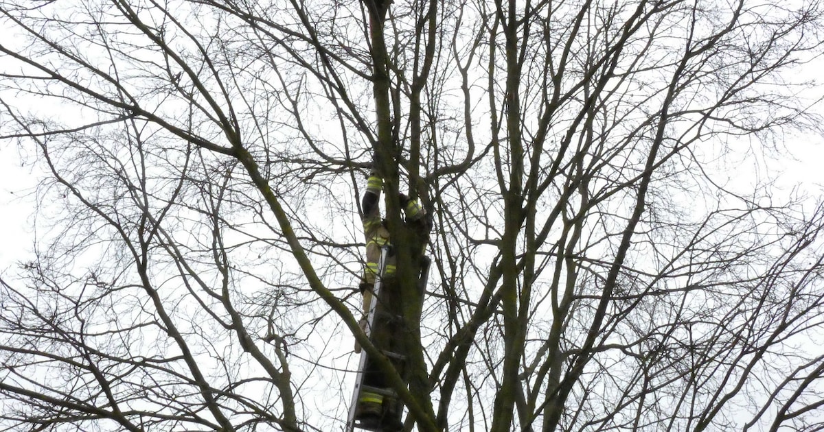 Brandweer redt kat uit hoge boom in Beilen