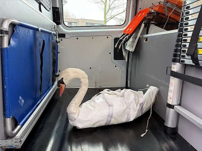 Een gewonde zwaan vangen, dat lukt niet in je eentje