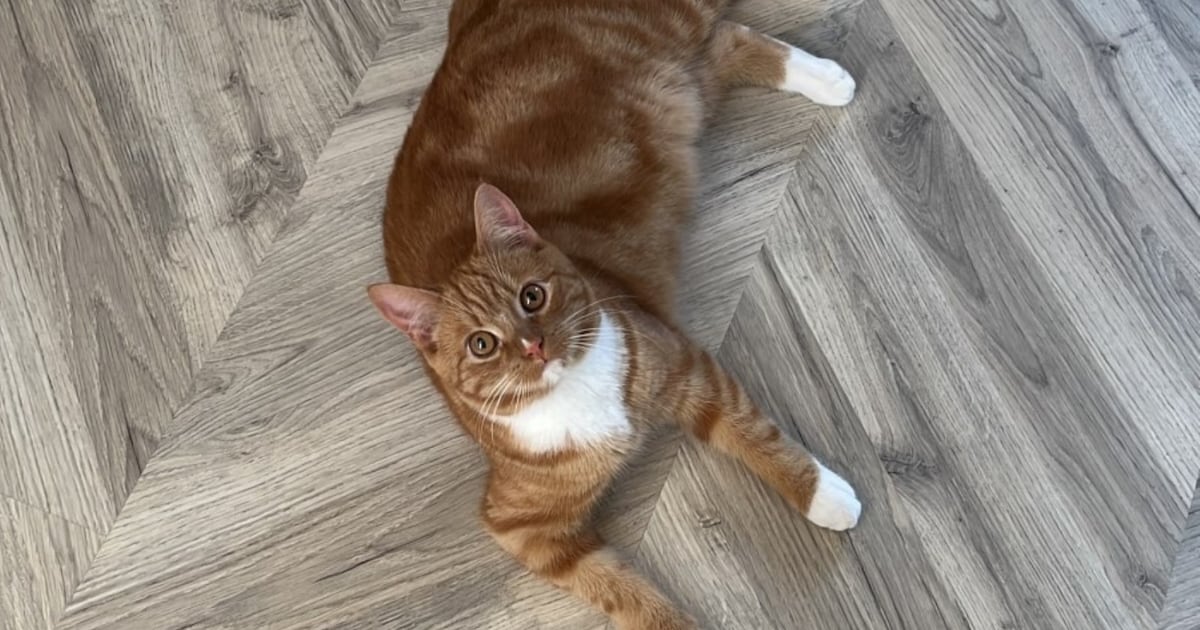 Heb jij Tobias, Moos of Toby gezien? Deze vier huisdieren worden in Oldambt vermist