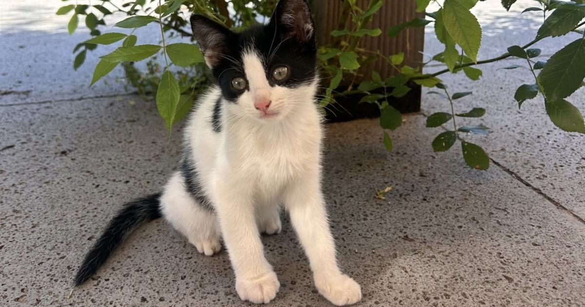 Heb jij 2 kittens gezien? Dit huisdier wordt in Bunnik vermist