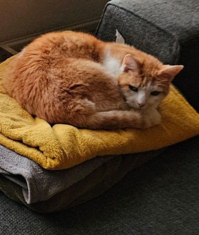 Heb jij Maestro, Knuffie of Pepper gezien? Deze drie huisdieren worden in Veldhoven vermist
