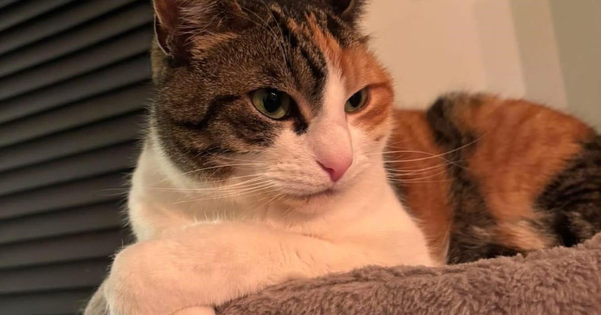 Heb jij Gato, Luna of Pepper gezien? Deze zes huisdieren worden in Velsen vermist