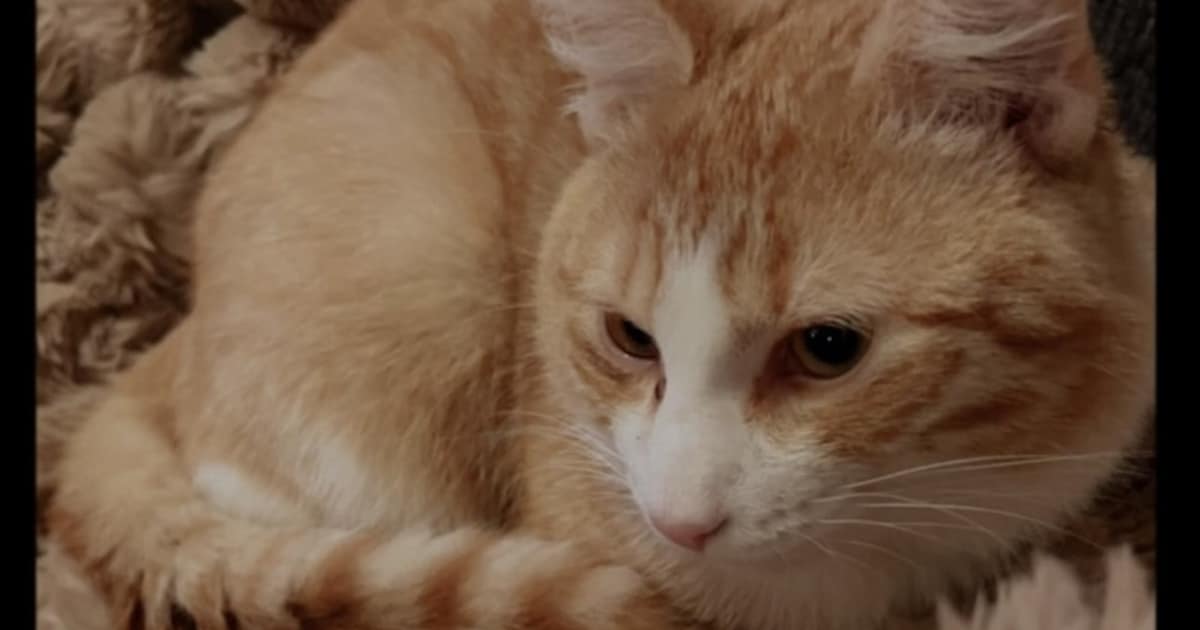 Heb jij Pucky of Mylo gezien? Deze twee huisdieren worden in Stadskanaal vermist