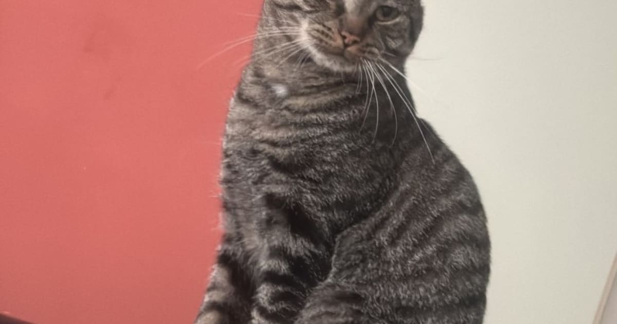 Heb jij Toby of Muis gezien? Deze twee huisdieren worden in Barendrecht vermist