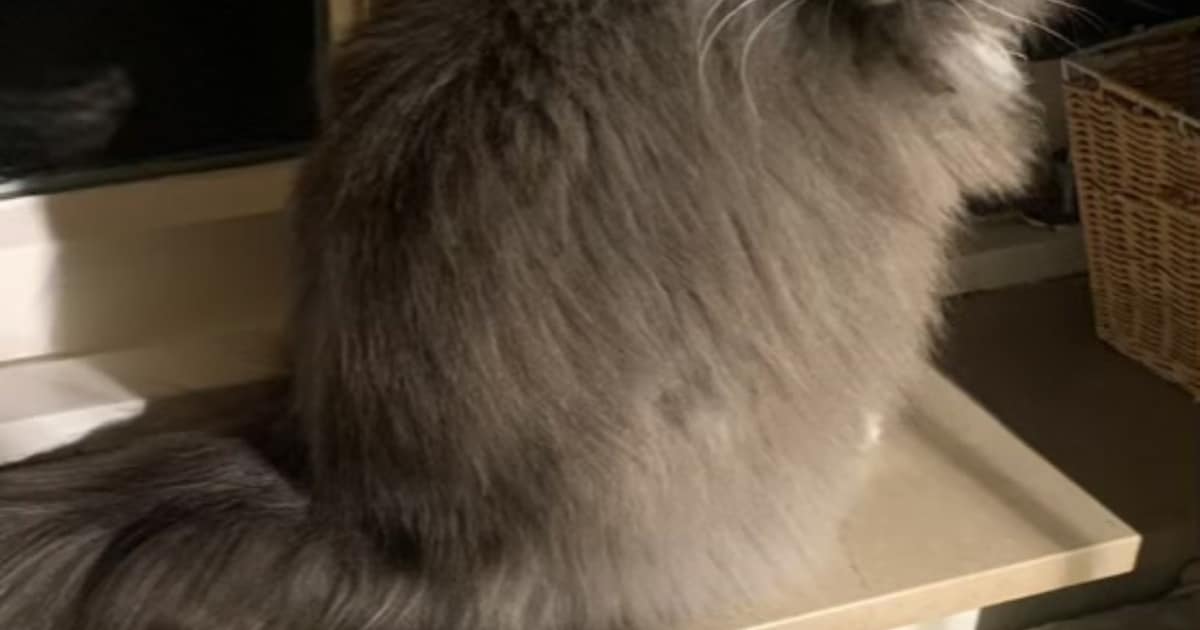 Heb jij Beer, Keesje of Sammie gezien? Deze drie huisdieren worden in Bloemendaal vermist