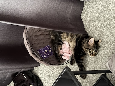 Heb jij Joep, Pip of Möts gezien? Deze zes huisdieren worden in Doetinchem vermist