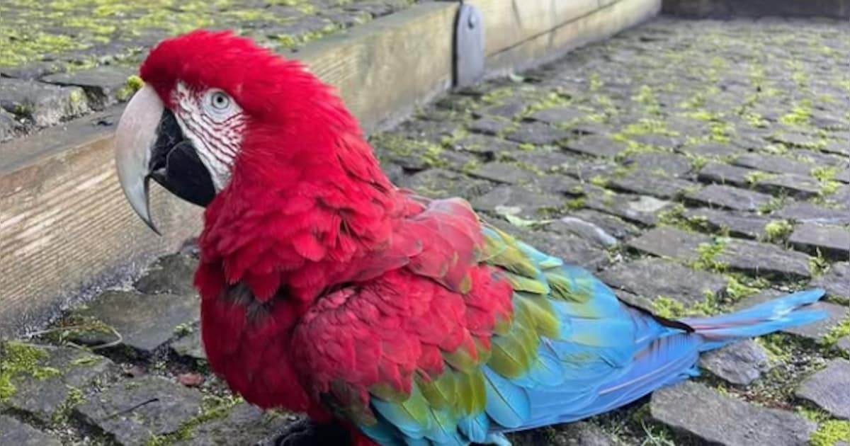 Vogelpark Avifauna zoekt vermiste groenvleugelara; na laatste vogeldemonstratie spoorloos