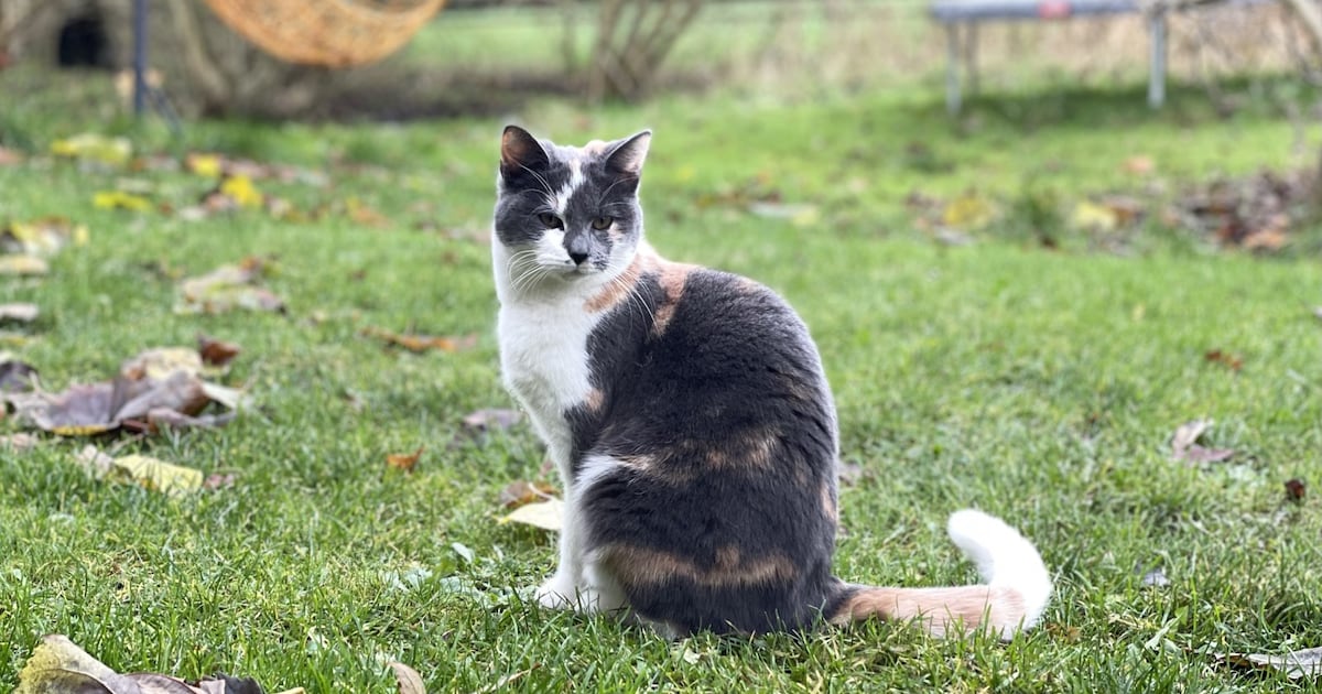 Heb jij Mina gezien? Dit huisdier wordt in Noordenveld vermist