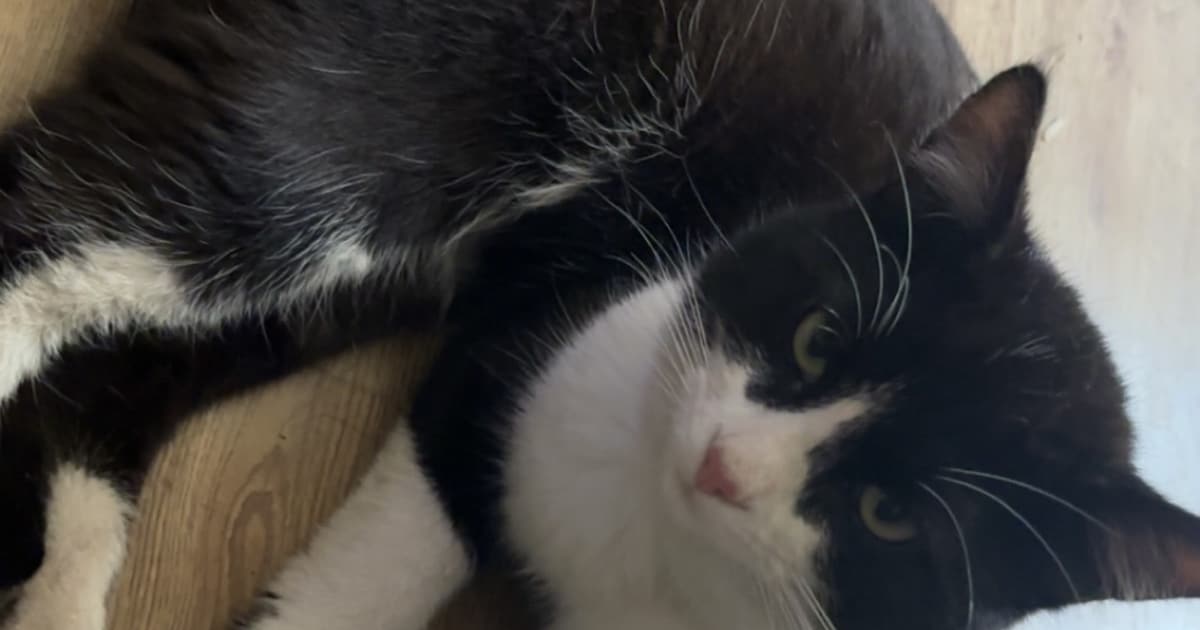 Heb jij Mickey of Monster gezien? Deze twee huisdieren worden in Haaksbergen vermist