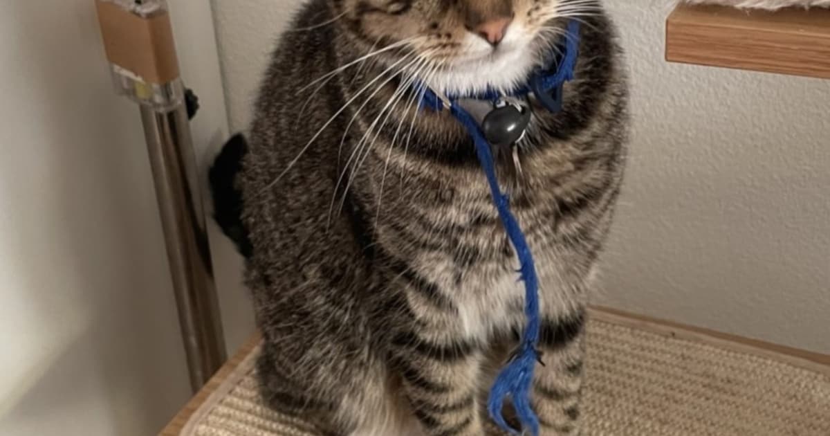 Heb jij Puk, Snickers of Kat gezien? Deze acht huisdieren worden in Dordrecht vermist