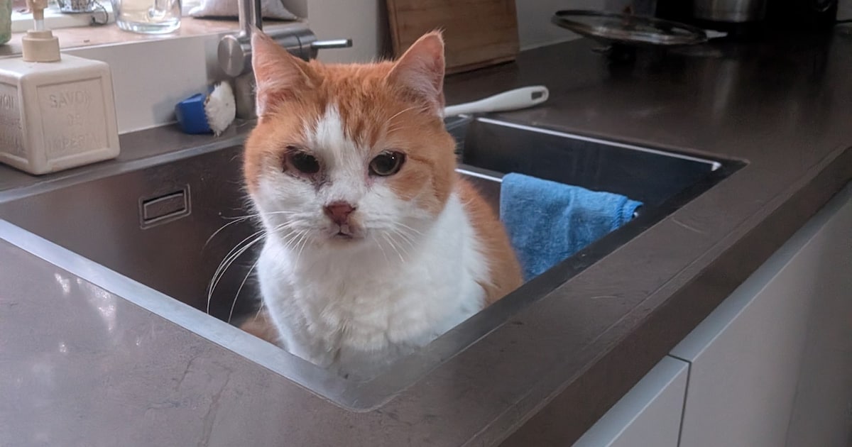 Heb jij Heino gezien? Dit huisdier wordt in Leiderdorp vermist