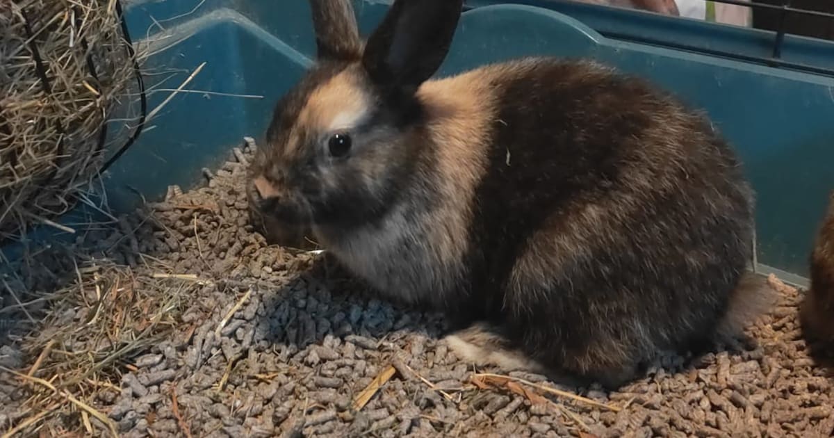 Heb jij Muffin gezien? Dit huisdier wordt in Wassenaar vermist
