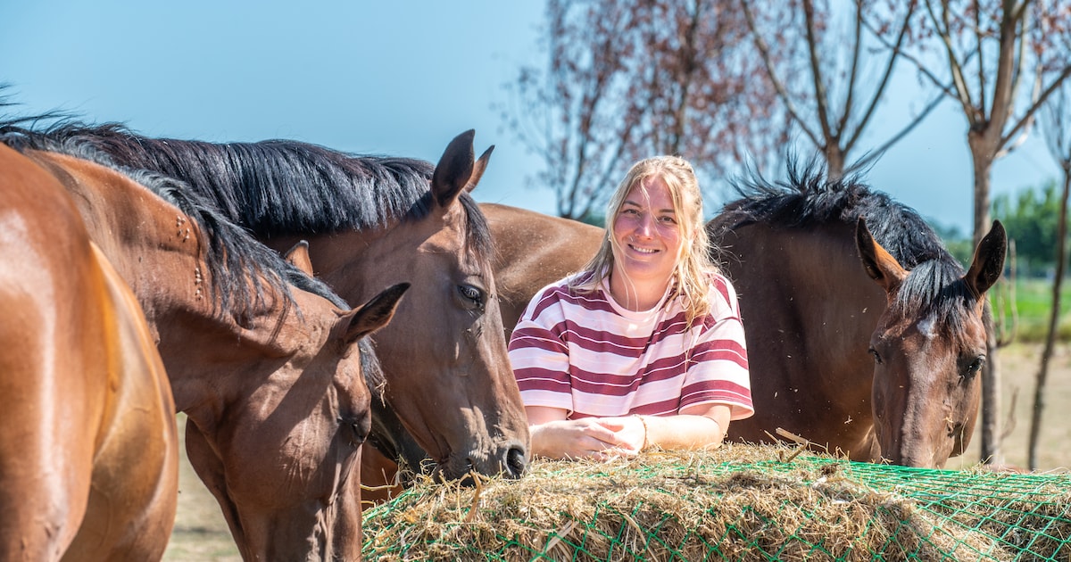 Paarden van Marcella leven samen in een grote stal en lopen zelf naar de wei: ‘Terug naar het kuddeg
