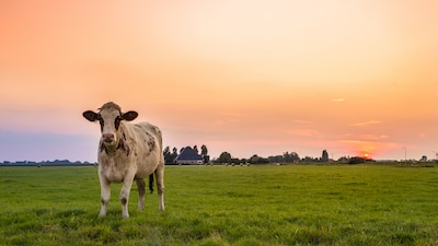 Boerderij in Vethuizen opent deuren voor publiek