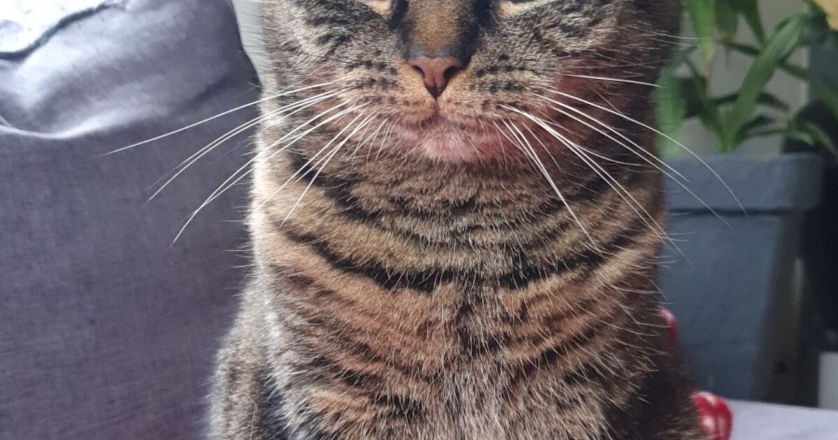 Heb jij Lot gezien? Dit huisdier wordt in Opmeer vermist
