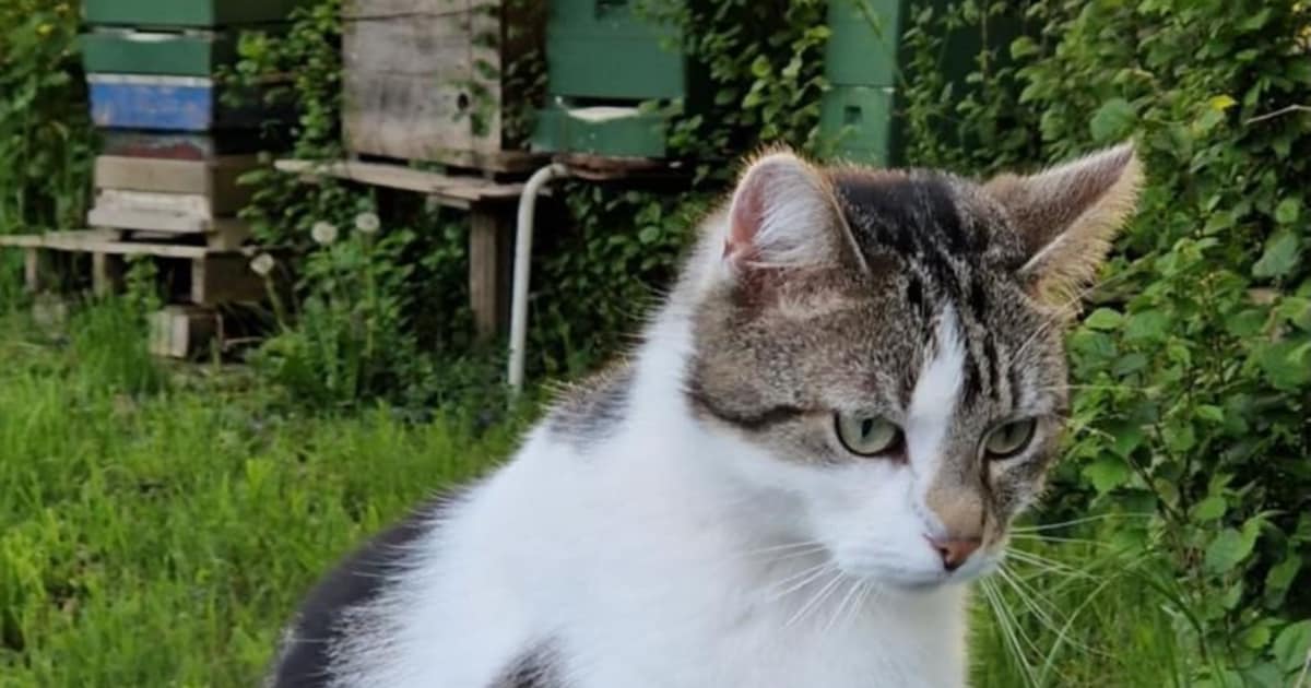 Heb jij Momo gezien? Dit huisdier wordt in Wierden vermist