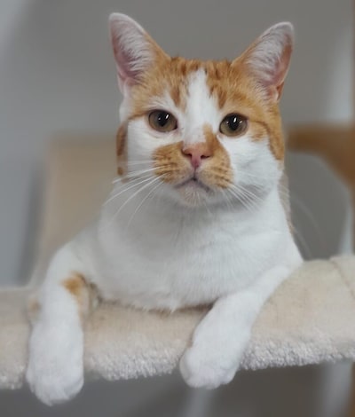 Anti-Black Friday actie levert 1288 euro op voor katten in Leiden