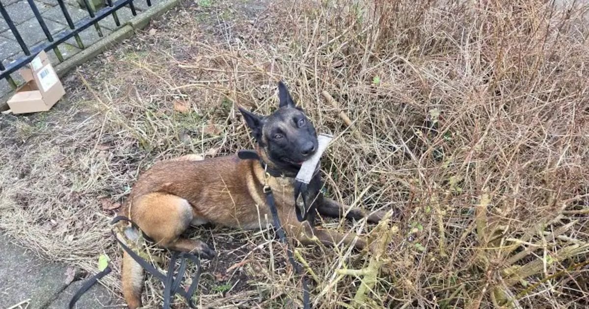 Twee jongens aangehouden na poging tot auto-inbraak in Hoogkarspel