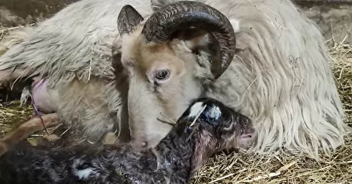 Ramlam ‘New Years Iev’ geboren bij schaapskudde Exloo op Oudjaarsnacht