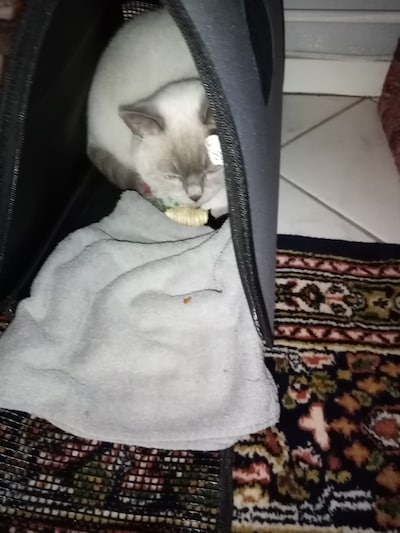 Heb jij Vito, Milo of Semmie gezien? Deze zeven huisdieren worden in Apeldoorn vermist