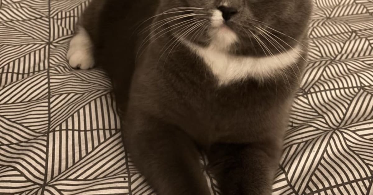 Heb jij Bala gezien? Dit huisdier wordt in Hollands Kroon vermist