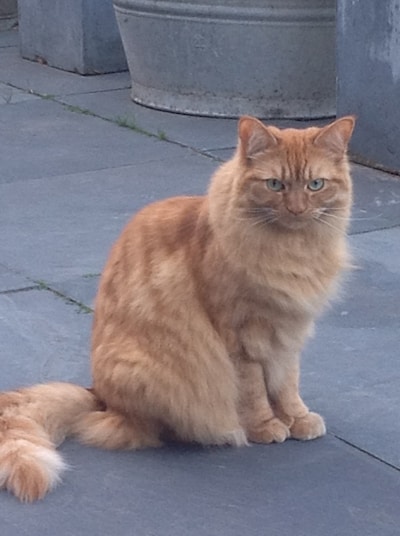 Heb jij Koekie, Siggy of Oreo gezien? Deze 14 huisdieren worden in Ede vermist
