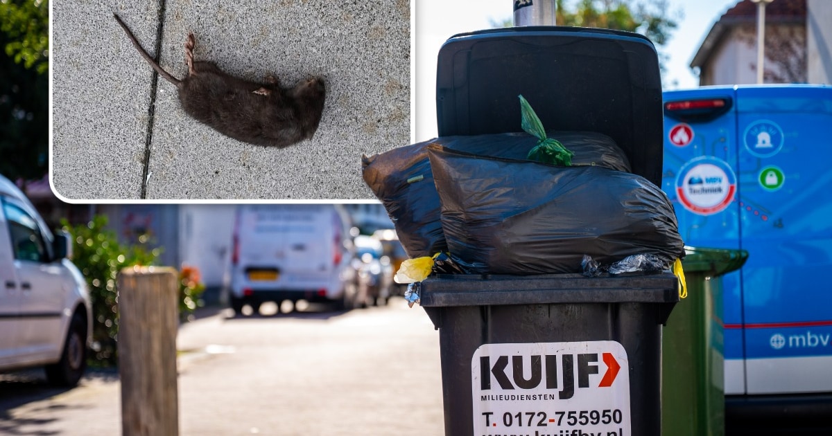 Bewoners Rode Dorp slaan alarm over mogelijke rattenplaag: ‘Bij iemand zat er al een in huis’