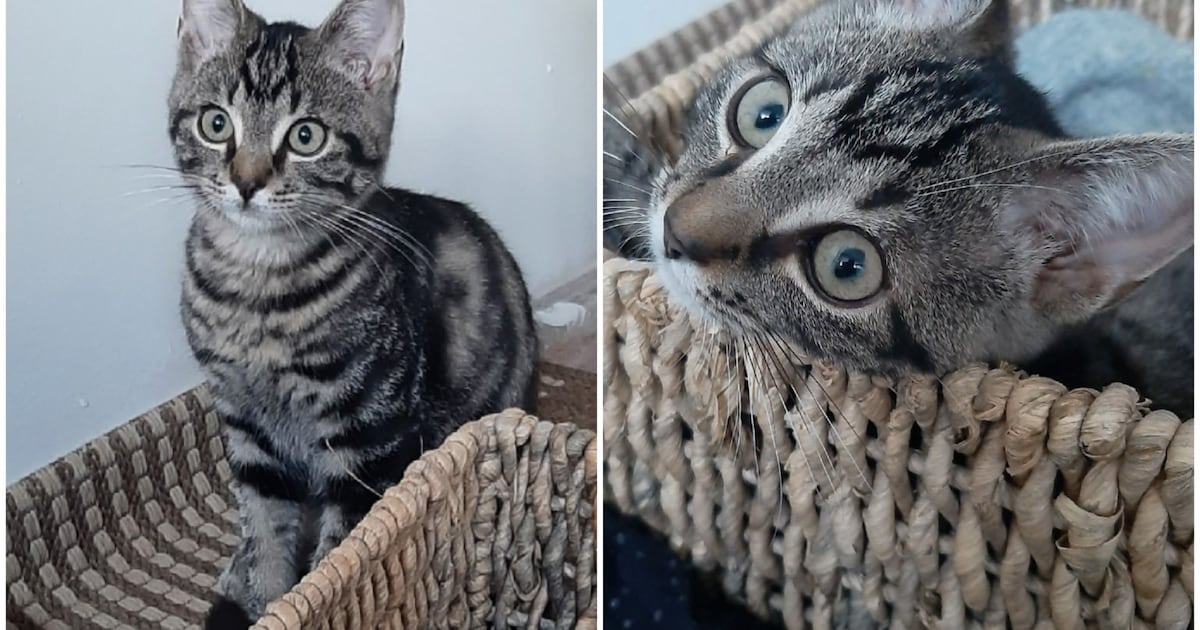 Heb jij Gijs gezien? Dit huisdier wordt in Delft vermist