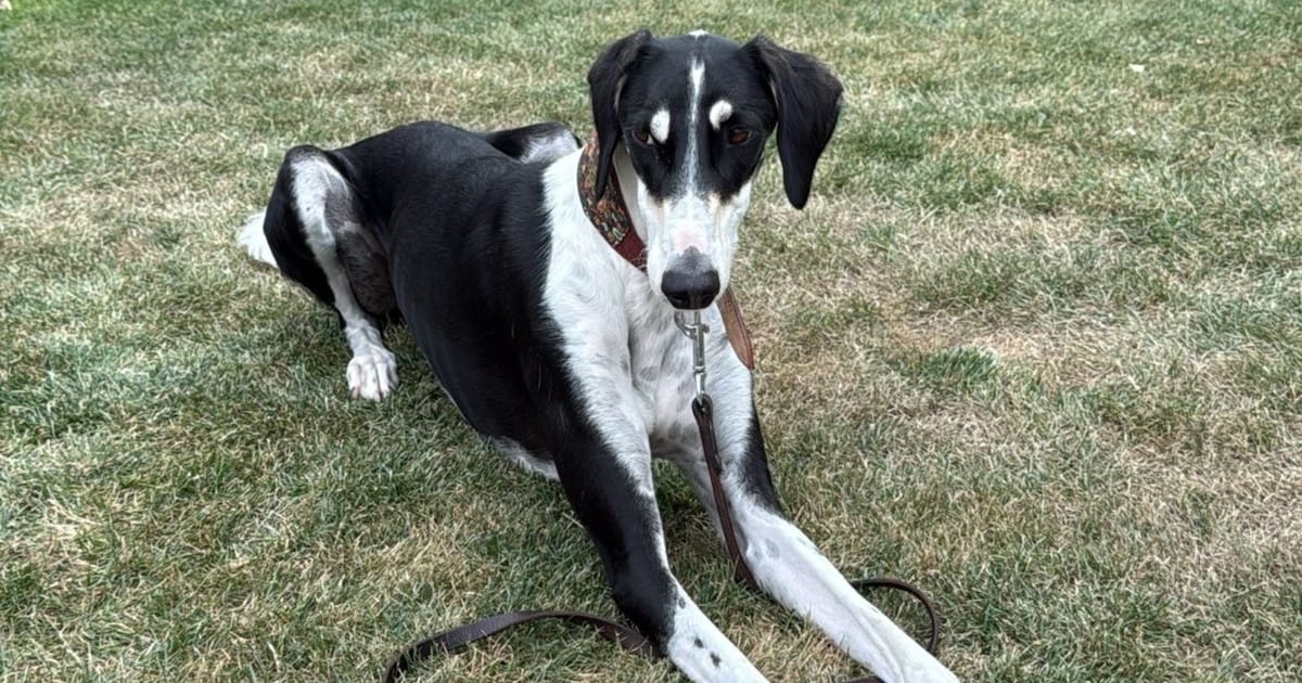 Heb jij Waddah gezien? Dit huisdier wordt in Veere vermist