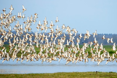 Onderzoekers slaan alarm over trekvogels: ‘Dit raakt ook Nederland’