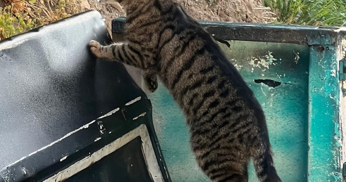Heb jij Flo gezien? Dit huisdier wordt in Kerkrade vermist