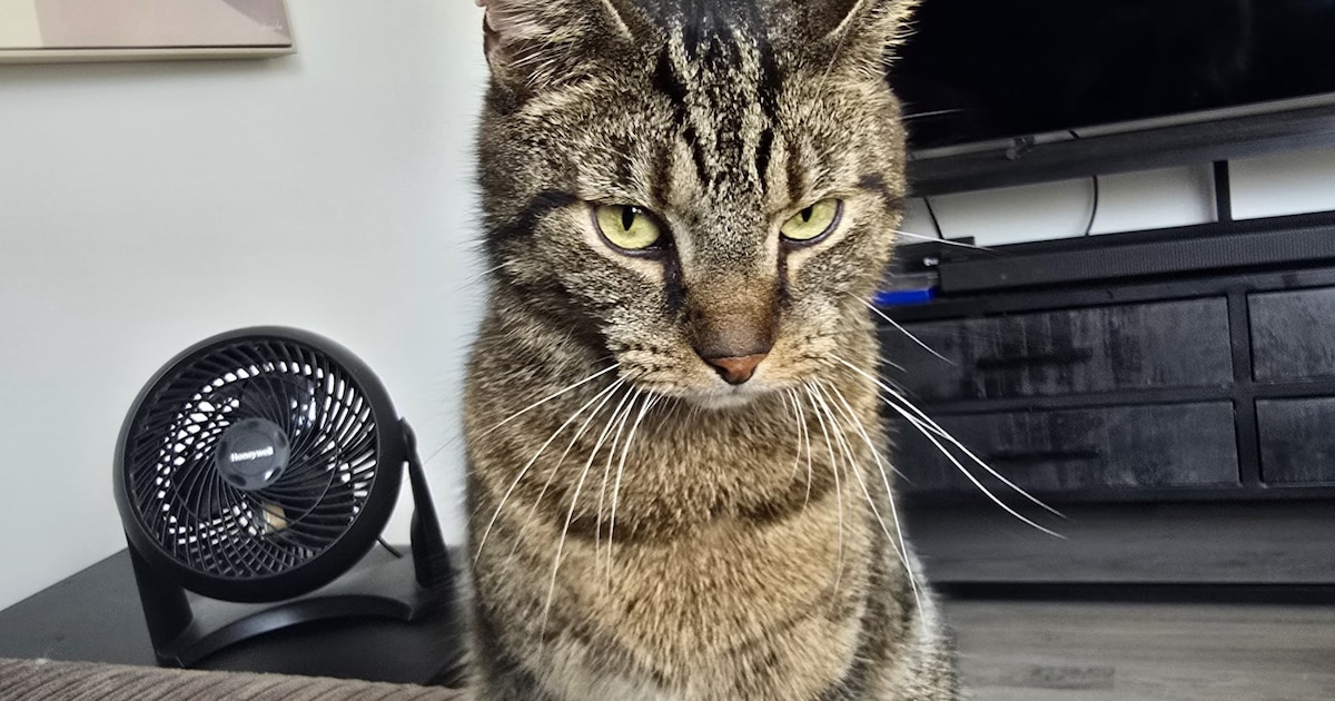 Heb jij Nomi, Buxy of Ouzo gezien? Deze drie huisdieren worden in Haarlem vermist