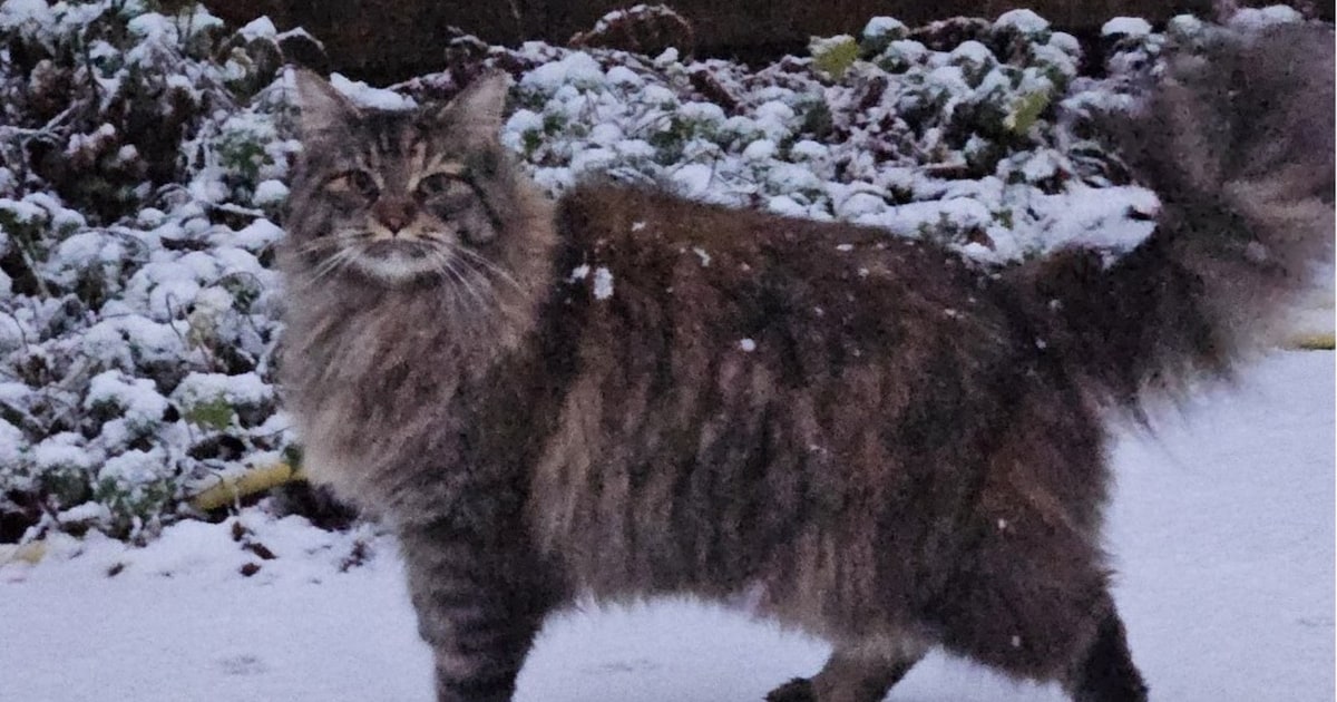 Heb jij Kitana gezien? Dit huisdier wordt in Medemblik vermist