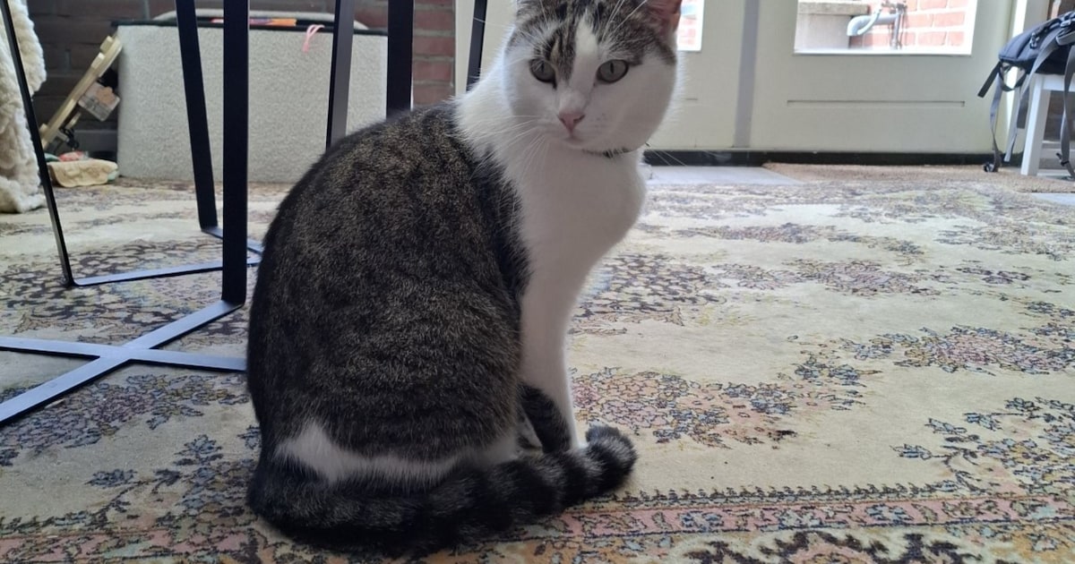 Heb jij Willem gezien? Dit huisdier wordt in Woensdrecht vermist