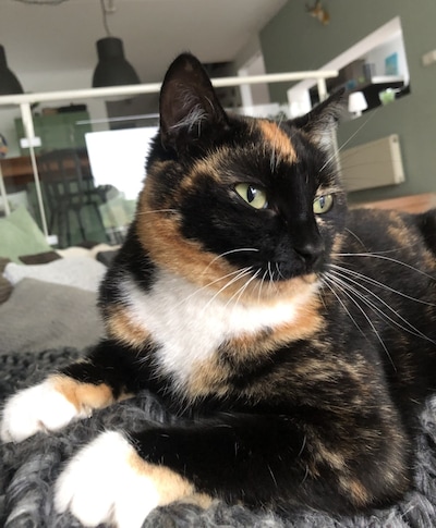 Heb jij Witte, Charlie of Nidalee gezien? Deze 32 huisdieren worden in Utrecht vermist
