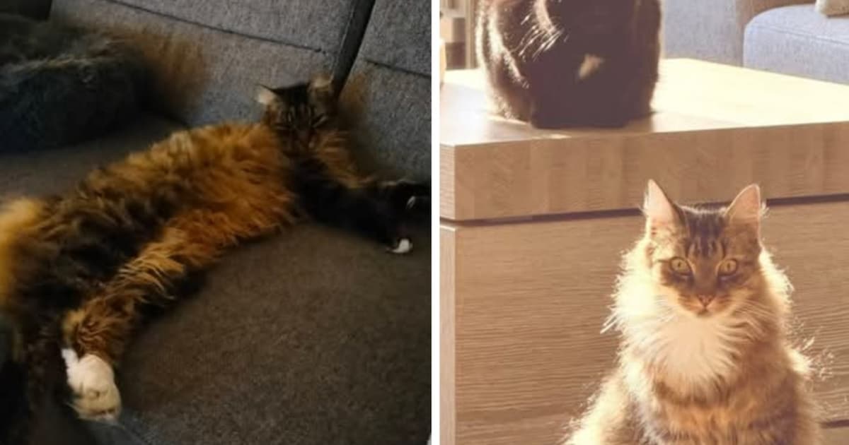 Heb jij Snoopy gezien? Dit huisdier wordt in Tytsjerksteradiel vermist