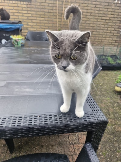 Heb jij Pepper, Simba of Muk gezien? Deze vijf huisdieren worden in Den Bosch vermist