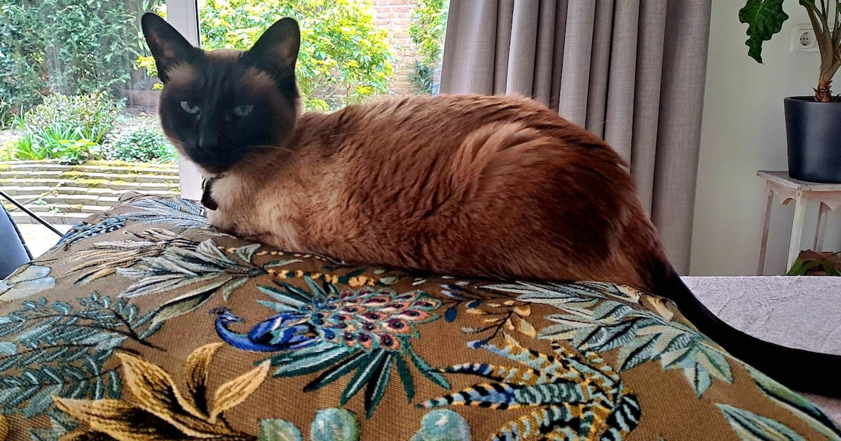 Heb jij Floortje gezien? Dit huisdier wordt in Waalre vermist
