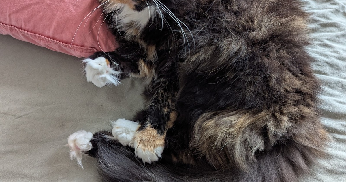 Heb jij Snoozzy, Pluis of Omar gezien? Deze acht huisdieren worden in Groningen vermist