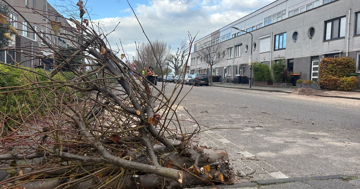 Gemeente verandert boombeleid, maar doen ze dat wel goed? ‘0,001 boom per inwoner is te weinig’