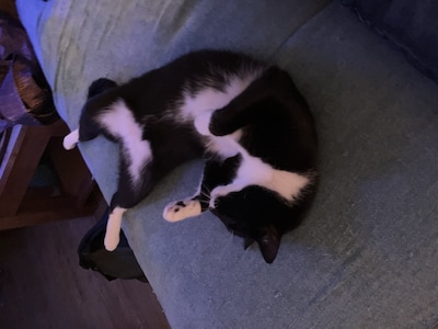 Heb jij Geitje gezien? Dit huisdier wordt in Oss vermist