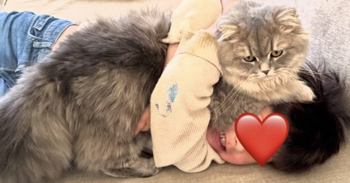Heb jij Simba gezien? Dit huisdier wordt in Veldhoven vermist