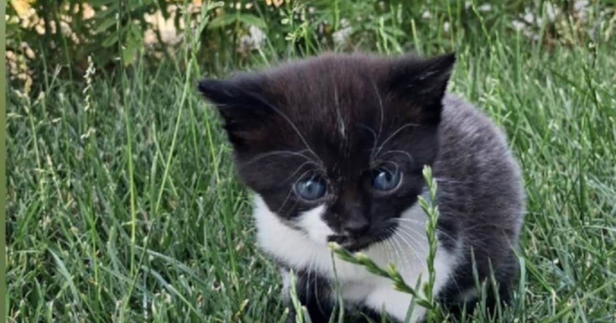 Heb jij Blue of Mimi gezien? Deze twee huisdieren worden in Reimerswaal vermist