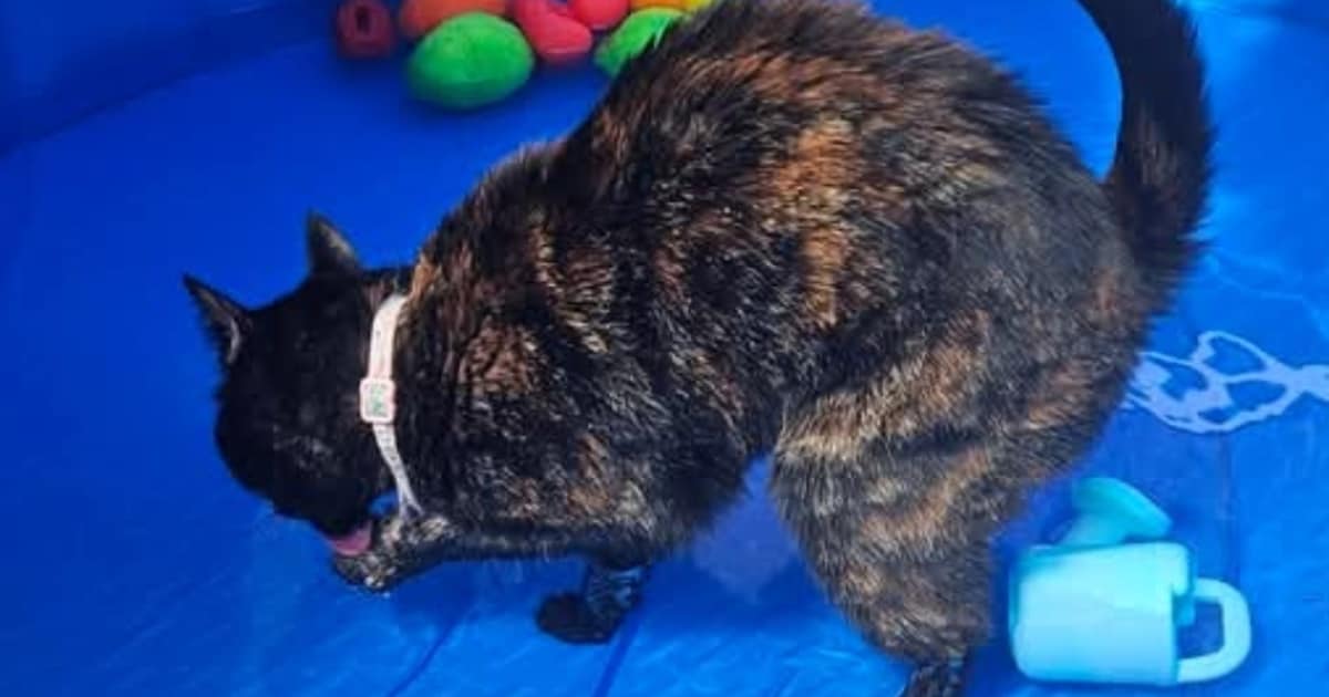 Heb jij Ukkie, Mikros of Melle gezien? Deze negen huisdieren worden in Den Helder vermist