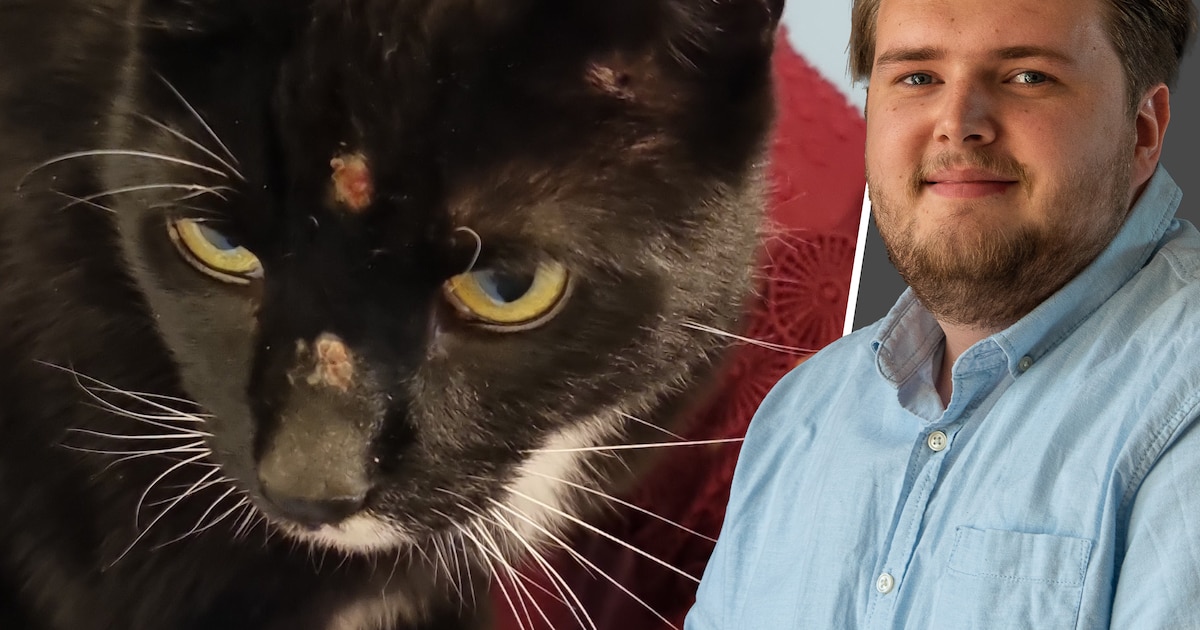 Kat Mara werd beschoten met een luchtbuks: heb jij zoiets wel eens eerder gezien en wat vind je hier