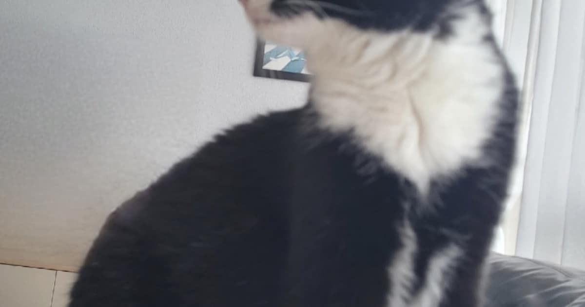 Heb jij Winky gezien? Dit huisdier wordt in Purmerend vermist